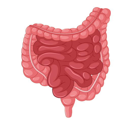 Intestine