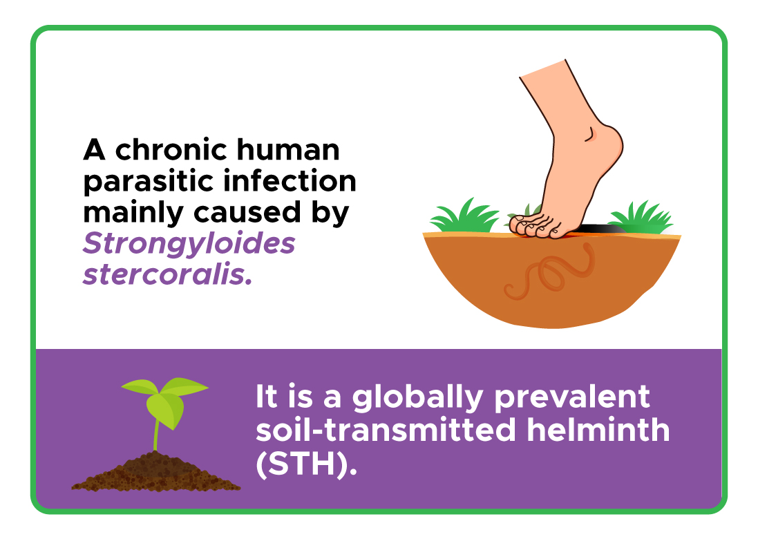 A chronic human parasitic infection mainly caused by Strongyloides stercoralis.